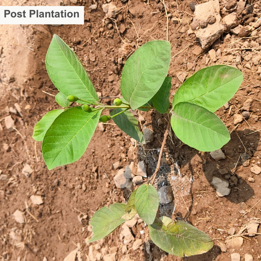 Reforesting with Purpose: We4All’s Tree Plantation for Climate & Livelihood – 1 year