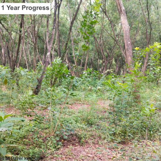 Building a Greener Future: Light & Wonder's Urban Forest Initiative for Sustainability – 2 years