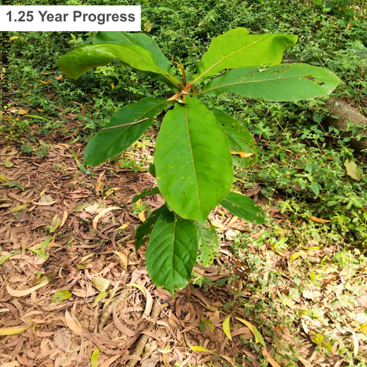 Empowering Green Growth: Fabzen Technologies' Employee-Driven Urban Forest – 6 months
