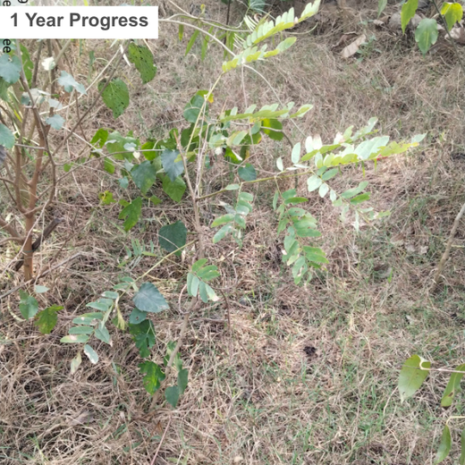 Max Life Insurance's Urban Forest Initiative: A Breath of Fresh Air for Delhi – 6 months