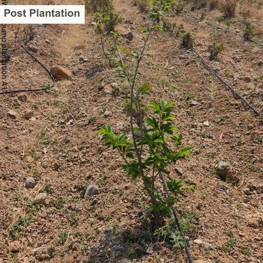 Investa Pumps Cultivates Change: A CSR Initiative for Agroforestry and Sustainability – 6 months