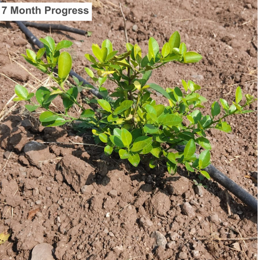 Digester to Forest: Sistema.bio’s Regenerative Agroforest Drive – 2 years