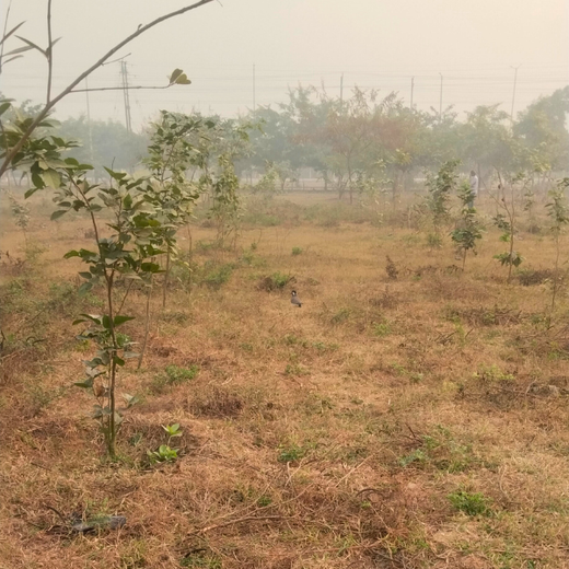 Forest in the Memory of Late Shri Ved Prakash Modi and Late Smt Nirmal Modi – 6 months