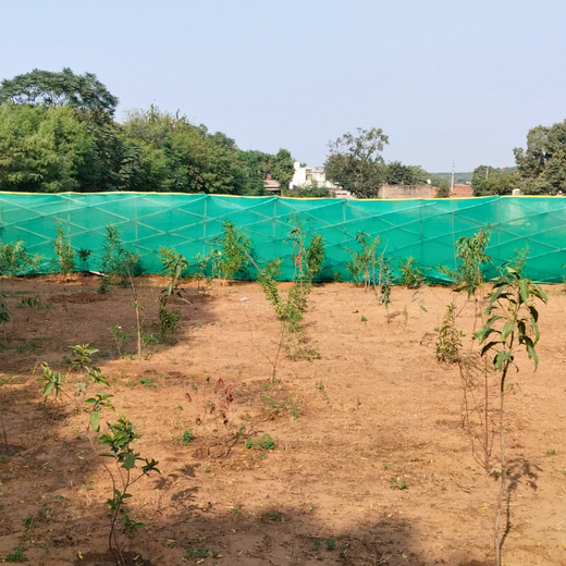 "Eco-Engagement: MongoDB’s Urban Forest Tree Planting for a Greener World" – 6 months