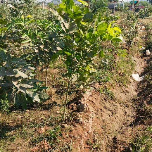 Greening Ahmedabad: Cimpress’s Urban Forest Initiative – 6 months