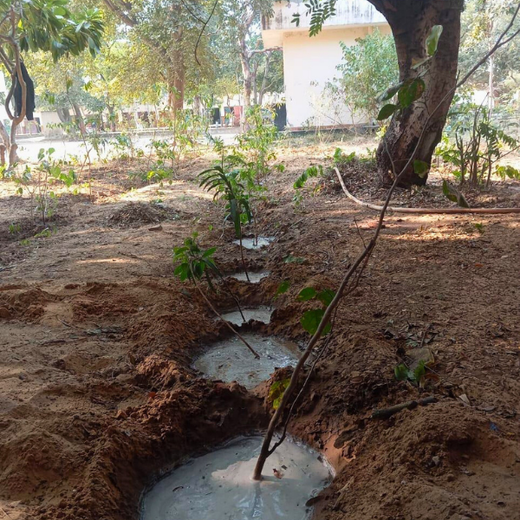Innovating Sustainability: Xebia’s Urban Forest Footprint – 1 year