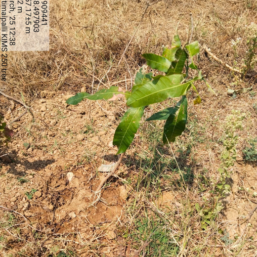 Dr. Shilpi Reddy Foundation & KIMS Hospital: A Tree for Each Girl Born – 6 months