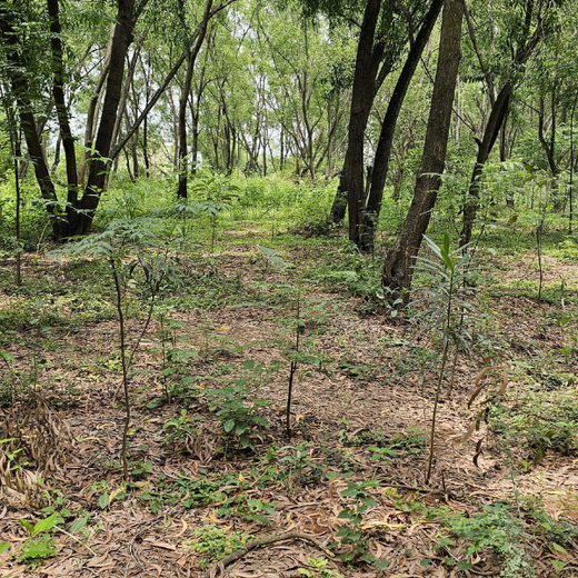 Cultivating Urban Change: Zededa India’s Tree Planting Drive – 1 year