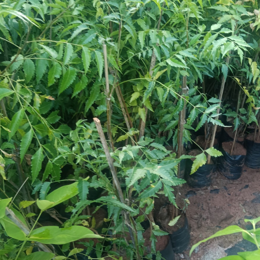 NatWest Digital Services India’s Urban Forest Initiative in Bengaluru – Planting