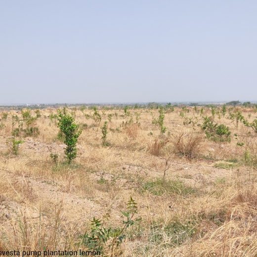 Investa Pumps Cultivates Change: A CSR Initiative for Agroforestry and Sustainability – 6 months