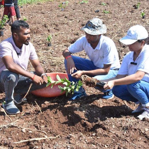 Accops Brings Green Gifts to Diwali: A Tree Plantation Initiative in Agroforestry – 6 months