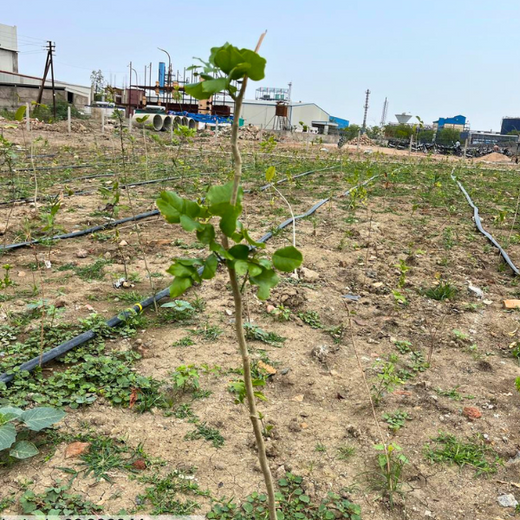 Forest by Design: Godrej Turns Industrial Space into Biodiversity Hub – 1 year