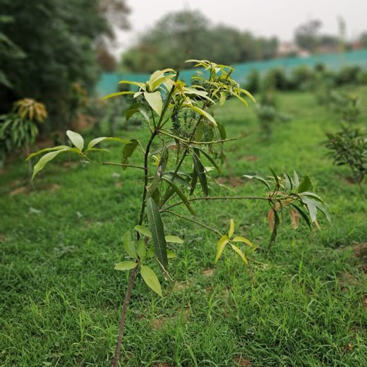 "Eco-Engagement: MongoDB’s Urban Forest Tree Planting for a Greener World" – 1 year