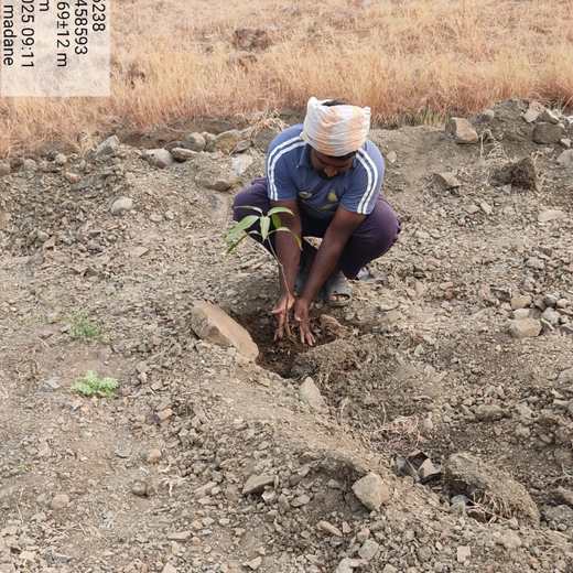 Innovating for the Earth: ALAN's Green Impact Initiative – Planting