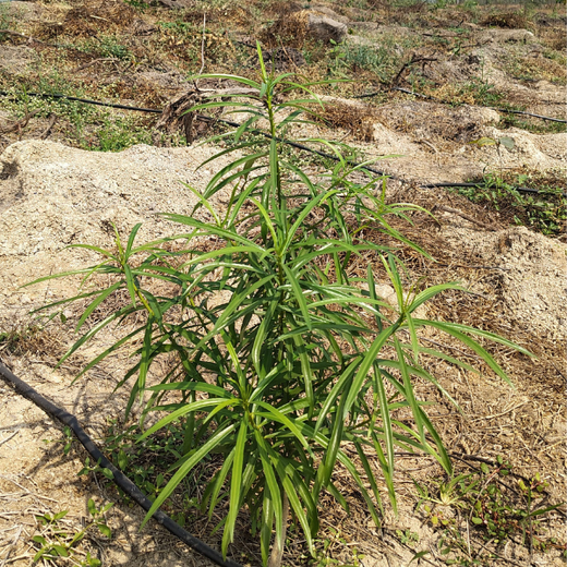 Building a Greener Future: Light & Wonder's Urban Forest Initiative for Sustainability – 6 months