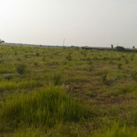Investa Pumps Cultivates Change: A CSR Initiative for Agroforestry and Sustainability – 2 years
