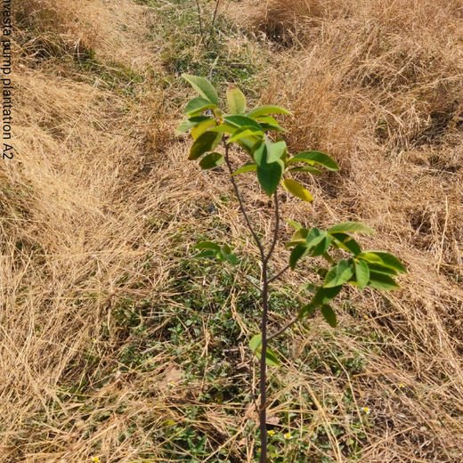Green Hands, Green Lands: Investa Pumps’ CSR in Action – 1 year