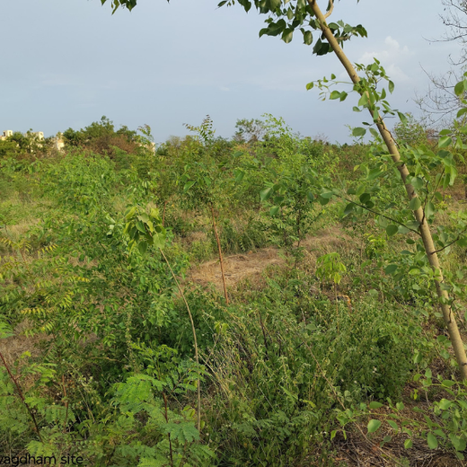 Alliance Bernstein’s Step Toward Greener Cities with Urban Forest Engagement – 6 months