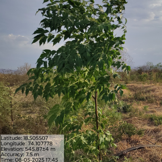 Valmont Structures: Growing Urban Forests, Growing Responsibility – 6 months