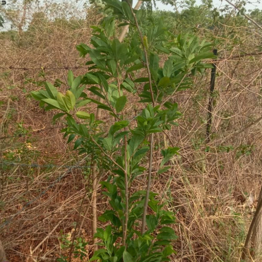 Where Triumph Meets Tradition: TARC's Tree Plantation for Event Winners – 6 months