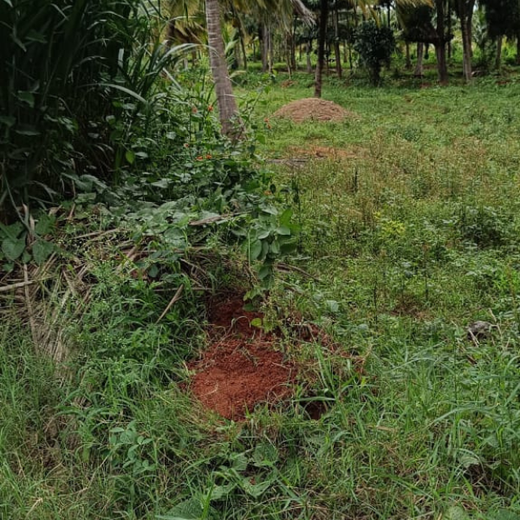 Agroforest Ambitions: Talent500 Plants the Seeds for a Greener Bangalore – 6 months