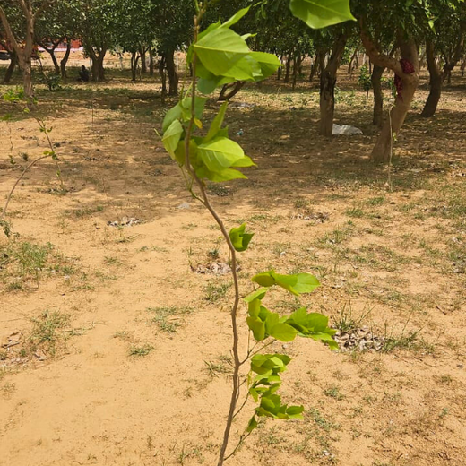 Nurturing Connections: Advance Estimating’s Tree Plantation for Team Synergy – 6 months