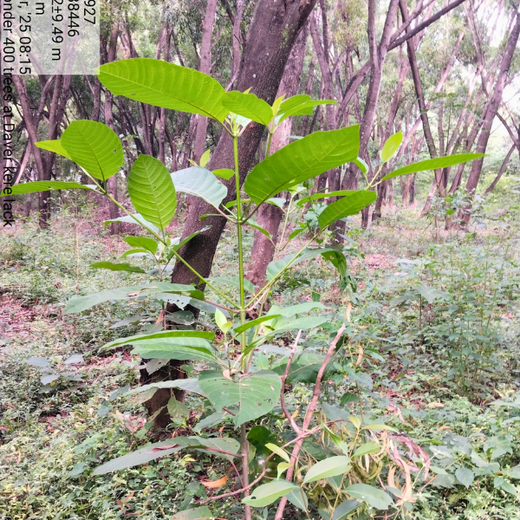 Building a Greener Future: Light & Wonder's Urban Forest Initiative for Sustainability – 2 years