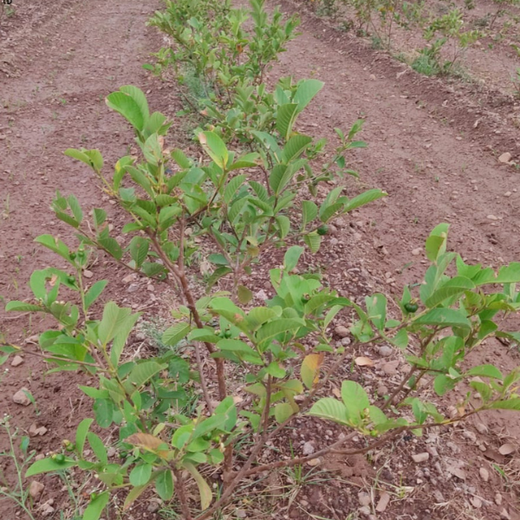 Accops Brings Green Gifts to Diwali: A Tree Plantation Initiative in Agroforestry – 2 years