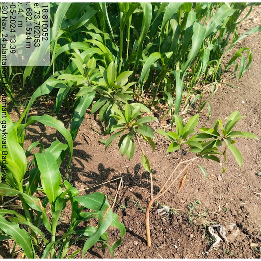40 Years Strong: Planting Trees, Growing Memories in Agroforests – 1 year