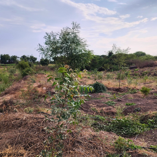 Building a Greener Future: Light & Wonder's Urban Forest Initiative for Sustainability – 1 year