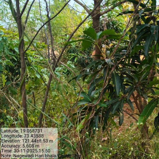 Beyond the Waves: Castle Ships’ Agroforestry Drive for Climate Action – 1 year