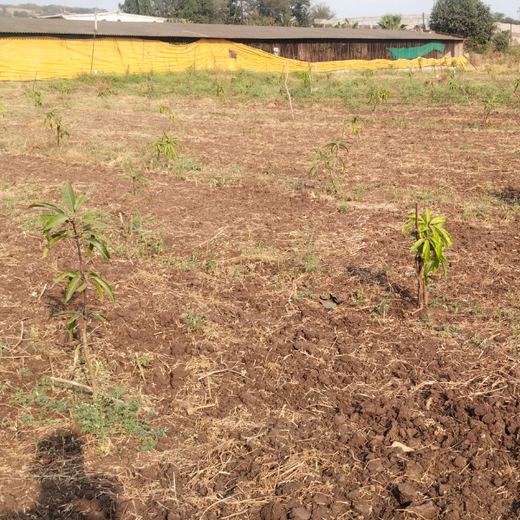 Gensol Goes Green: Agroforestry for Employees in Pune – 6 months