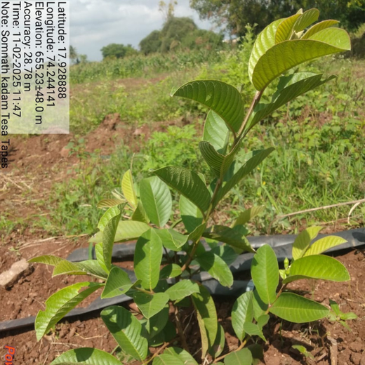 Bonding with Nature: tesa Tapes' Carbon-Conscious Celebration – 2 years