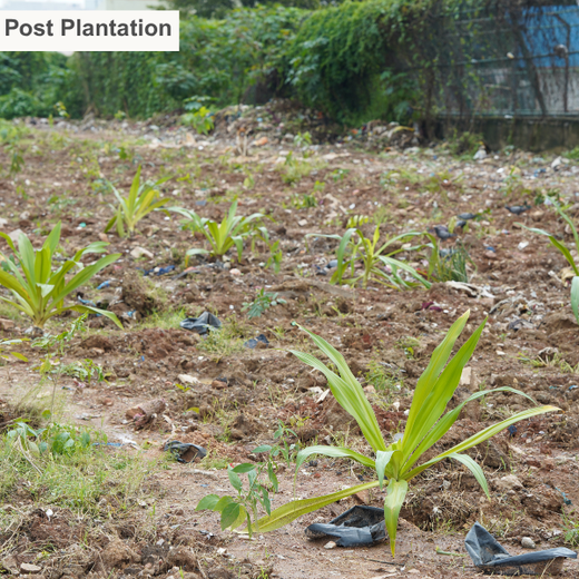 TotalEnergies Brings Together Teams to Grow an Urban Micro Forest – 1 year