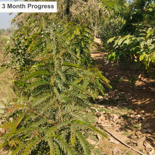 Greening Ahmedabad: Cimpress’s Urban Forest Initiative – 6 months