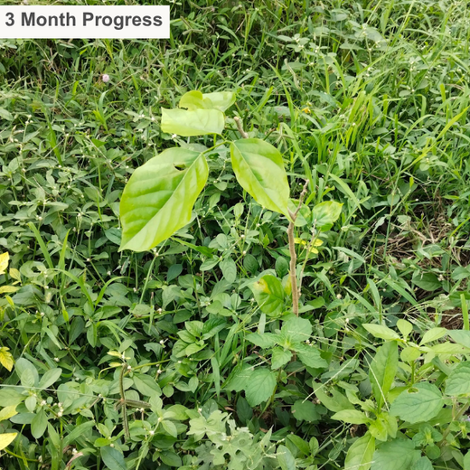 “Cimpress Bangalore's Green Quest: Building Urban Forests, Empowering Employees” – 6 months