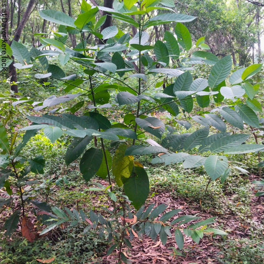 Building a Greener Future: Light & Wonder's Urban Forest Initiative for Sustainability – 2 years