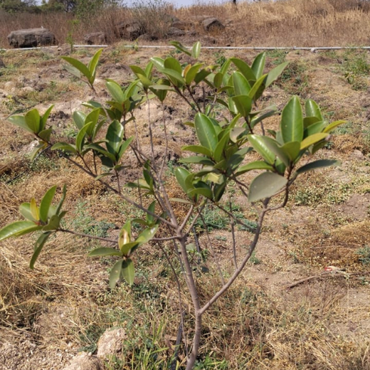 Building a Greener Future: Light & Wonder's Urban Forest Initiative for Sustainability – 6 months