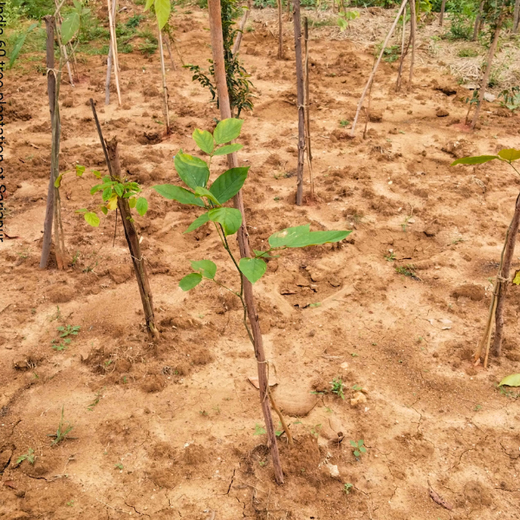 NatWest Digital Services India’s Urban Forest Initiative in Bengaluru – 1 year