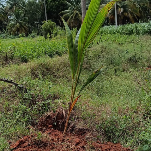 Agroforest Ambitions: Talent500 Plants the Seeds for a Greener Bangalore – 6 months
