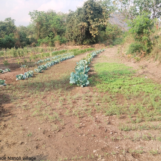 Gensol Goes Green: Agroforestry for Employees in Pune – 6 months