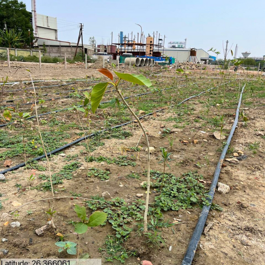 Forest by Design: Godrej Turns Industrial Space into Biodiversity Hub – 1 year
