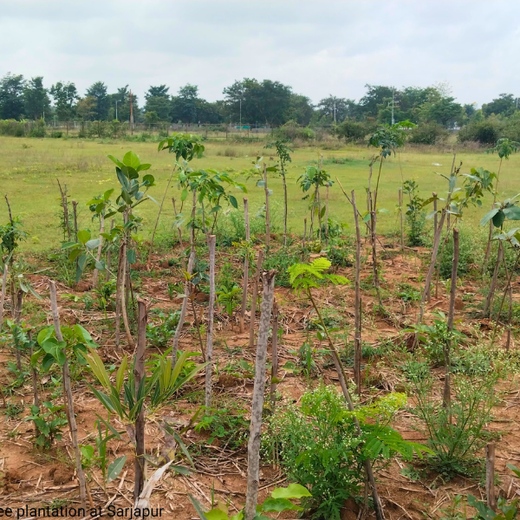 Branching Out for Change: Itron India Pvt Ltd's CSR for Urban Forests – 1 year