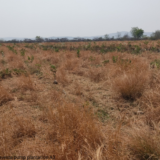 Investa Pumps Cultivates Change: A CSR Initiative for Agroforestry and Sustainability – 6 months