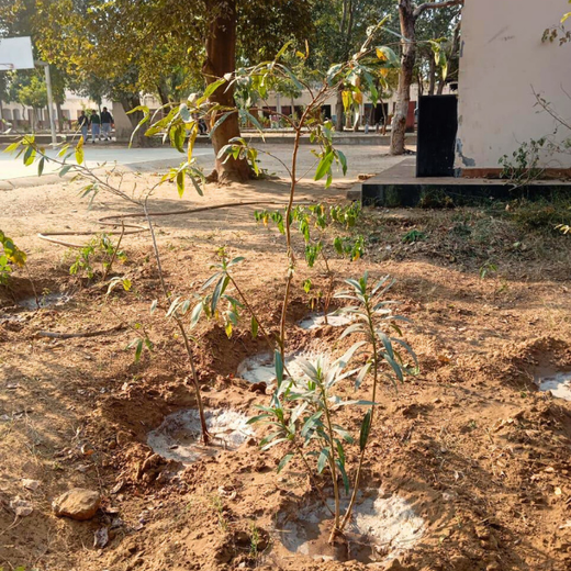 Innovating Sustainability: Xebia’s Urban Forest Footprint – 1 year