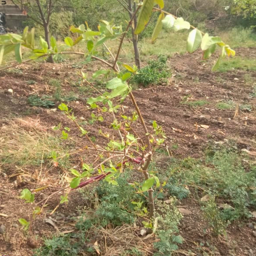 Where Triumph Meets Tradition: TARC's Tree Plantation for Event Winners – 6 months