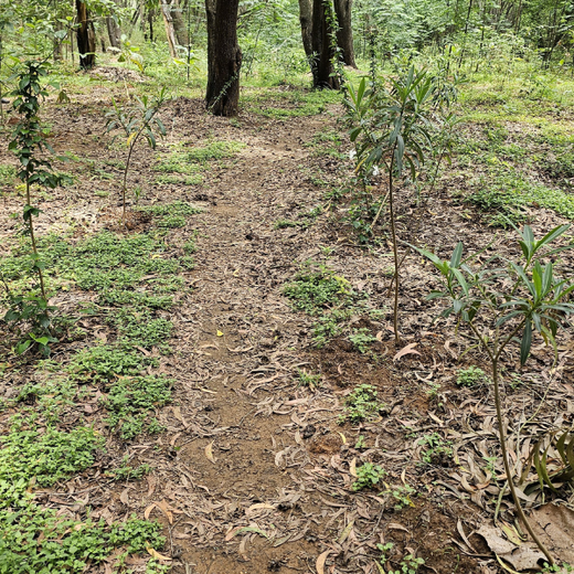 Cultivating Urban Change: Zededa India’s Tree Planting Drive – 1 year