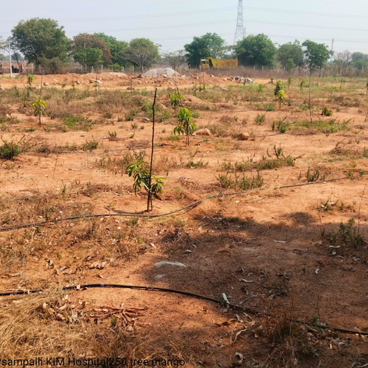 Dr. Shilpi Reddy Foundation & KIMS Hospital: A Tree for Each Girl Born – 6 months