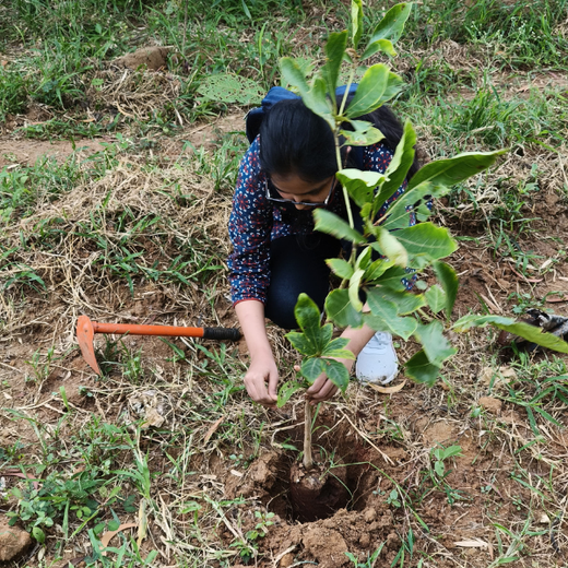 “Cimpress Bangalore's Green Quest: Building Urban Forests, Empowering Employees” – Planting