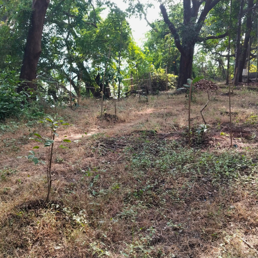 “Cimpress Mumbai Goes Green: Creating Urban Forests Through Employee Engagement” – 6 months